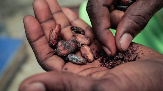 Kakaové boby sušené na slunci v Kwabengu ve východním regionu Ghany