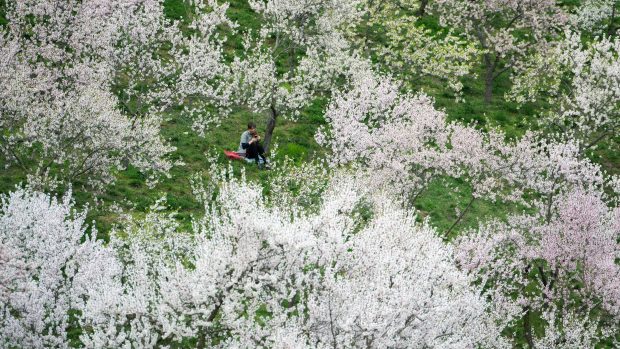 Petřín přivítal jaro rozkvetlými sady