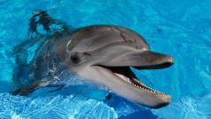 Delfín, ilustrační obrázek