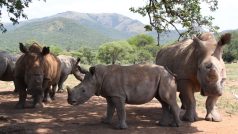 Nosorožci v jihoafrické rezervaci