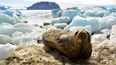 Vědci z brněnské Masarykovy univerzity vyrážejí na Antarktidu již poněkolikáté