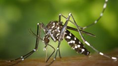 U komára tygrovaného hrozí riziko přenosu viru Zika nebo horečky dengue