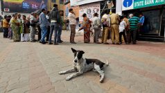 Potulný pes v Indii.