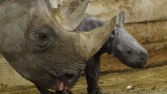 Samice nosorožce dvourohého Etosha porodila další mládě