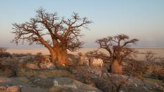 Baobaby v Botswaně