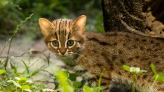 Ostravská zoologická zahrada odchovává dvě mláďata nejmenších koček světa - koček cejlonských.