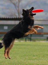 Nový psí sport dogfrisbee