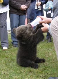 Tříměsíční medvídě
