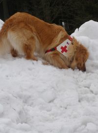 Záchranný pes při práci v lavině