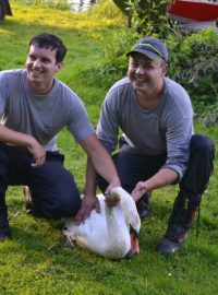 Hasiči zachránili na rybníce Steklý labutího samce