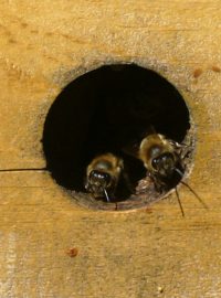 Včel vylézající z úlu