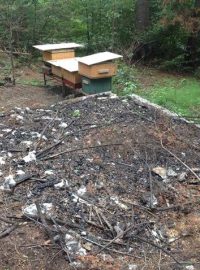 Půl století byl v Bělkovickém údolí včelí úl, žhář ho zničil