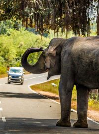 Slon na cestě - silnice přes Národní park Walawe, Srí Lanka, slon indický se chladil ve stínu stromu a blokoval provoz na cestě. Všechna vozidla včetně motocyklisty musela počkat až pojede velký náklaďák, schovat se za něj a tak slona objet
