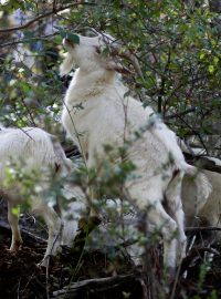 V jihochilském městě Santa Juana mají místní k dispozici speciální jednotku bojující proti ohni - stádo koz