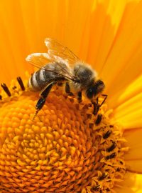Včela (ilustrační foto)