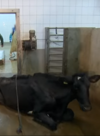 Záběr pořadu Superwizjer TVN, který odhalil nelegální porážky nemocných krav na polských jatkách