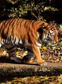 Tygři (ilustrační foto)