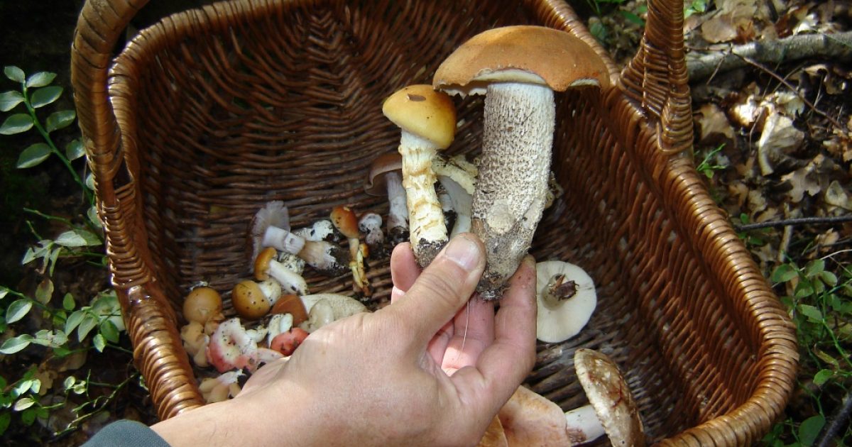 Kdo může prodávat houby?