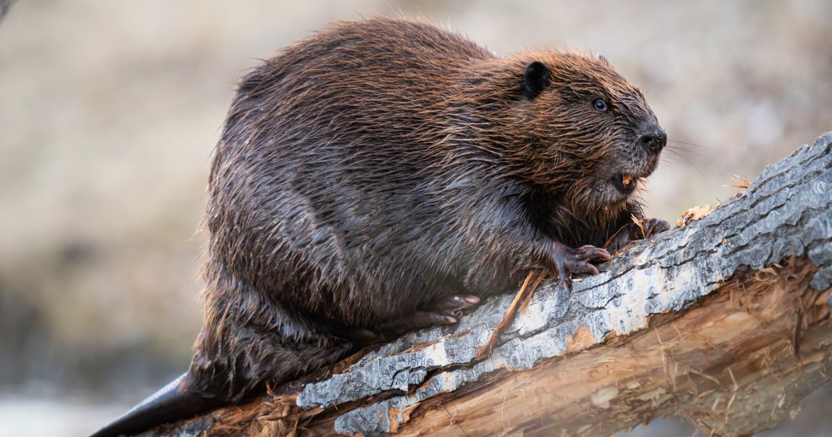 Chlumečtí rybáři získali poprvé povolení k odstřelu chráněného bobra, ulovit se ho ale zatím nepovedlo