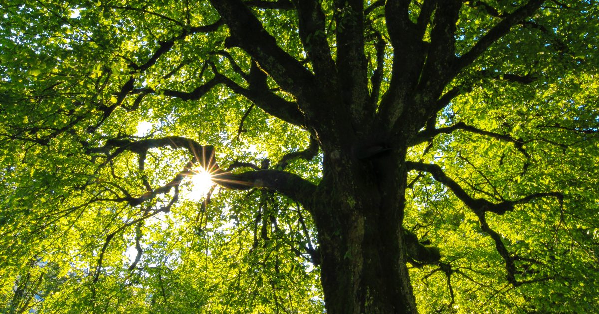 Oživení evropských lesů je investice do budoucnosti, věří zakladatelé start-upu Eco Tree