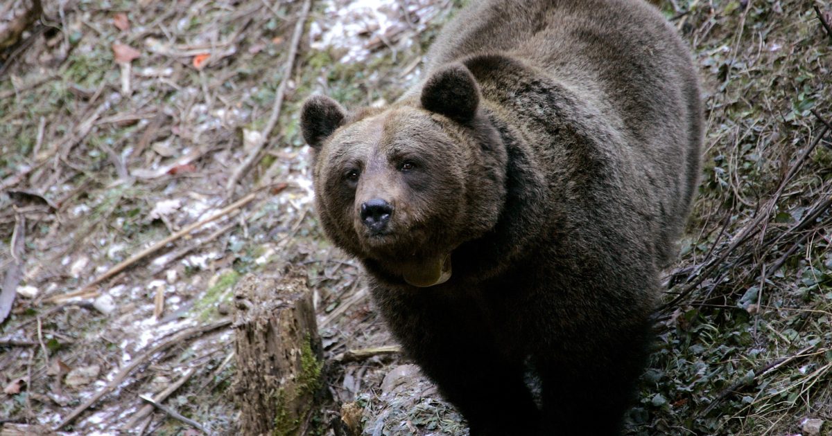 Un tribunale italiano ha proposto di trasportare in Romania l’orsa che ha ucciso il corridore.  Rischia l’eutanasia |  iRADIO