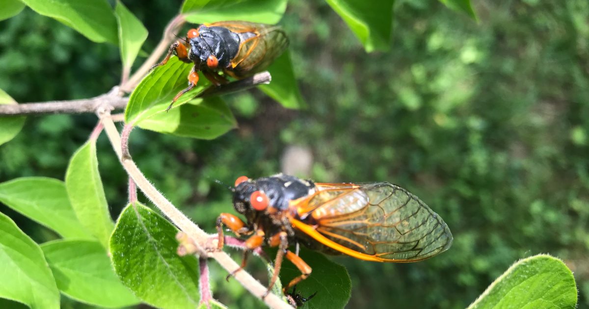 Invaze hmyzu: USA čeká největší rojení cikád za desetiletí. Mohou jich být biliony