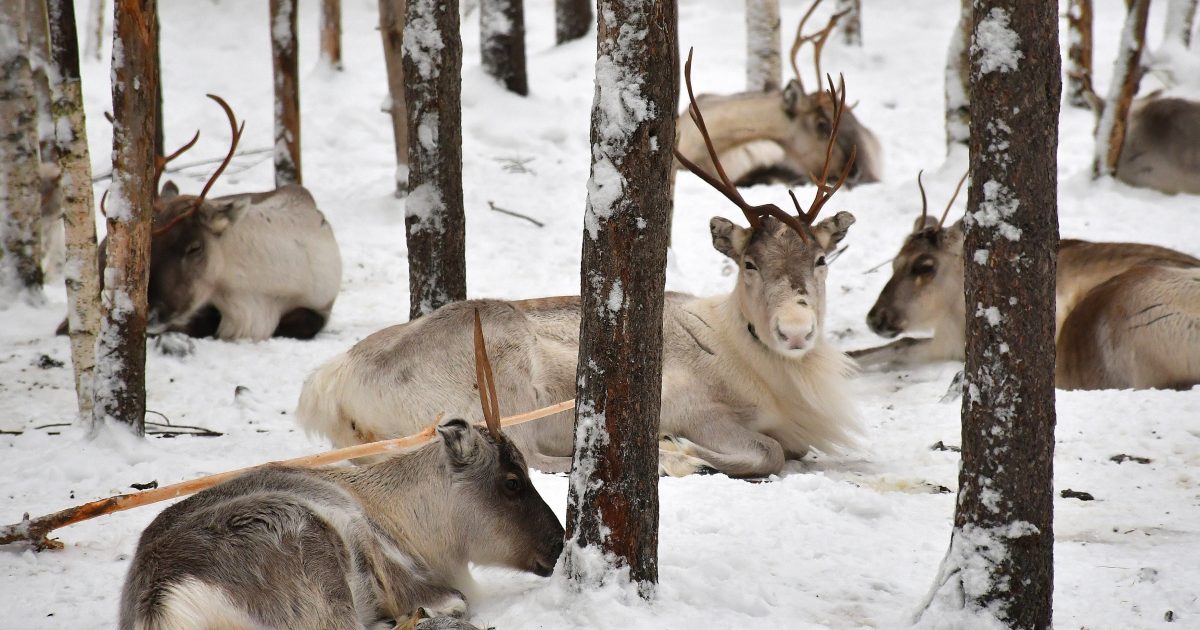 Ord forsvinner fra det samiske språket på grunn av klimaendringer |  iRADIO