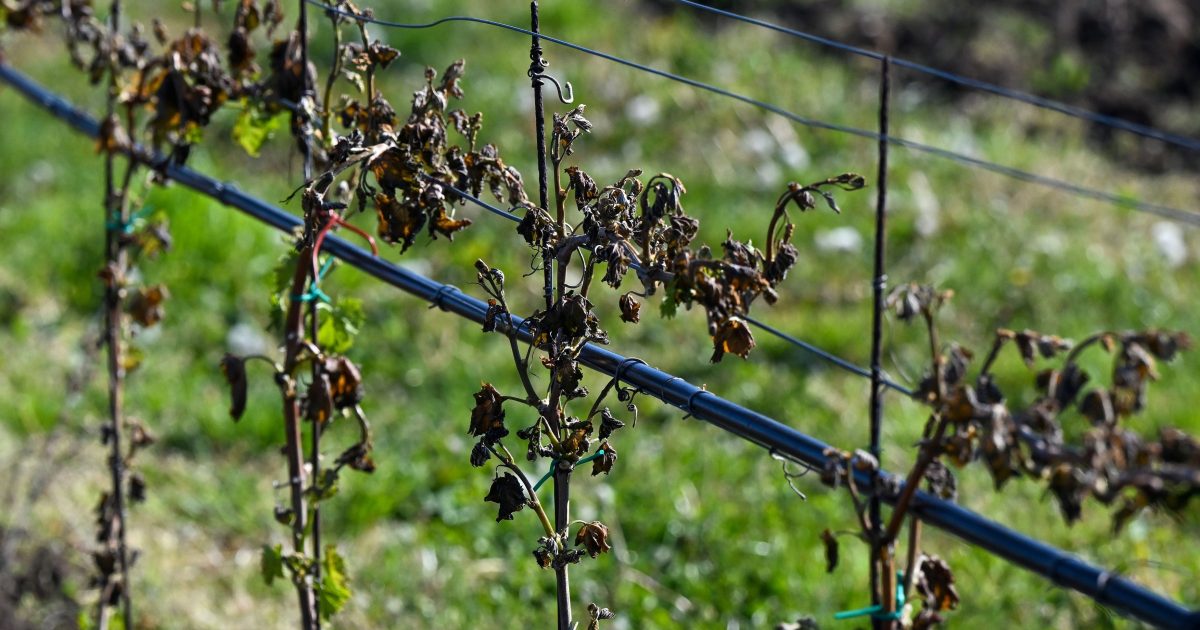 Škody na vinohradech přesáhly podle svazu dvě miliardy korun. V Čechách dosahují 95 procent