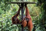 Orangutani v Národní zoo v Kuala Lumpur