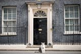 Vystřídalo se šest britských premiérů, Larry zůstává. Adoptovaný kocour slaví 15 let na Downing street