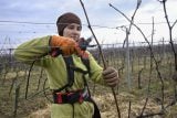 Letošní zima prospívá vinné révě. Ve středních Čechách už připravují rostliny na novou sezonu
