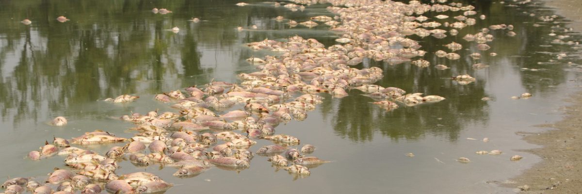V rybníku Nesyt uhynuly kvůli horkému počasí desítky tun ryb