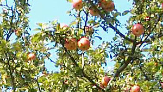 jablka na stromě