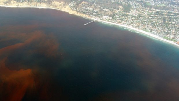 Rudý příliv u pobřeží Kalifornie