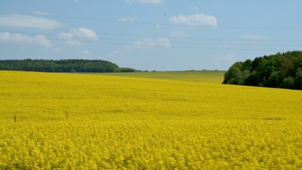 Evropské žluté prvenství Česka. Otázky a odpovědi k pěstování řepky olejky  | iROZHLAS - spolehlivé zprávy