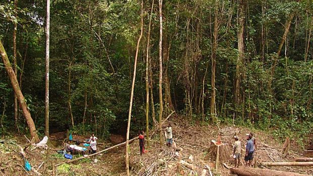 Těžba dřeva v tropickém pralese