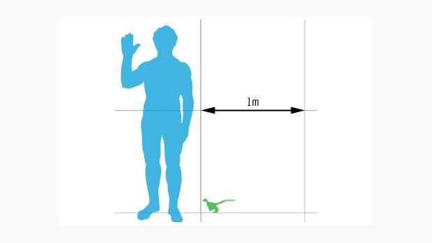 Anchiornis huxleyi ve srovnání s člověkem