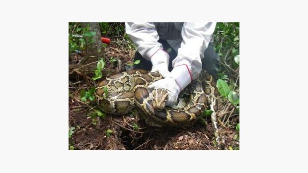 Invazivní samice krajty tygrovité ( Python molurus) ve svém hnízdě na Floridě