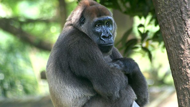 Gorila nigerijská Nyango, Limbe Wildlife Centre