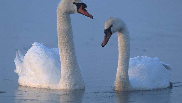 Labuť velká - Samec (vlevo) a samice na zamrzající vodě