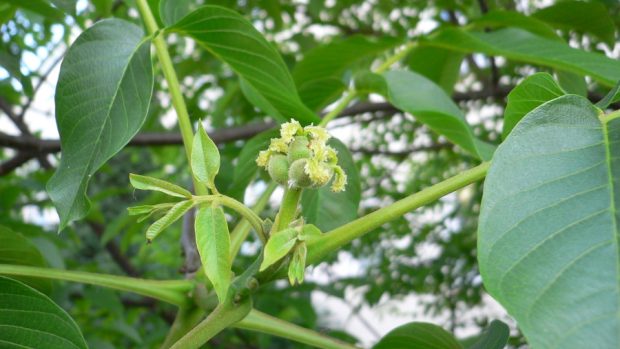 Ořešák královský (Juglans regia)