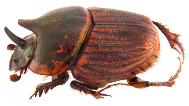 Samička lejnožrouta (Onthophagus sagittarius)