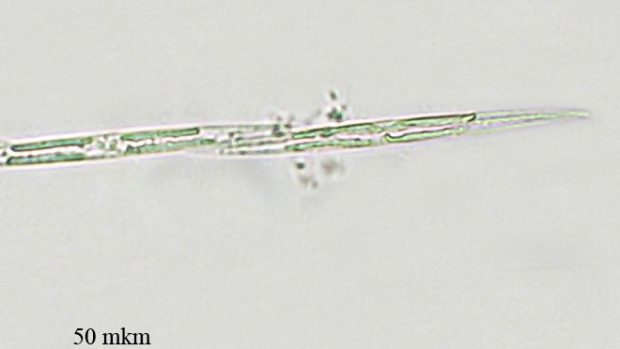 Pseudo-nitzschia seriata