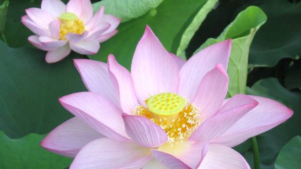 Květ lotosu (Nelumbo nucifera. lotos indický)