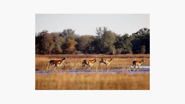 Antilopy v Africe