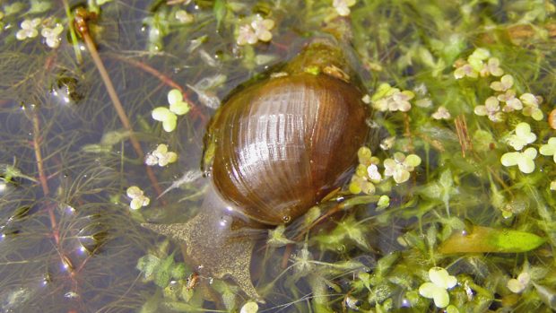 Plovatka bahenní (Lymnaea stagnalis)