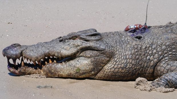 Krokodýl mořský (Crocodylus porosus) s akustickým sledovacím zařízením