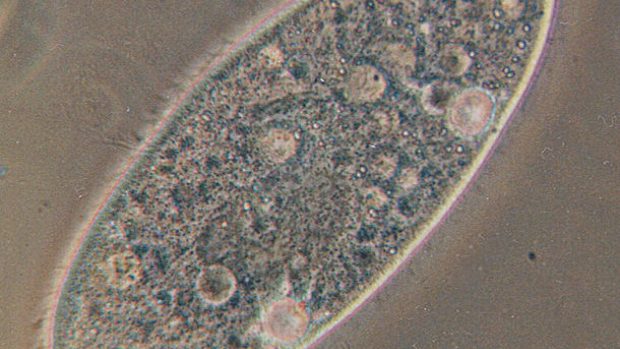 Trepka (Paramecium)