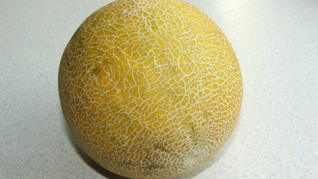 Cukrový meloun (Cucumis melo)