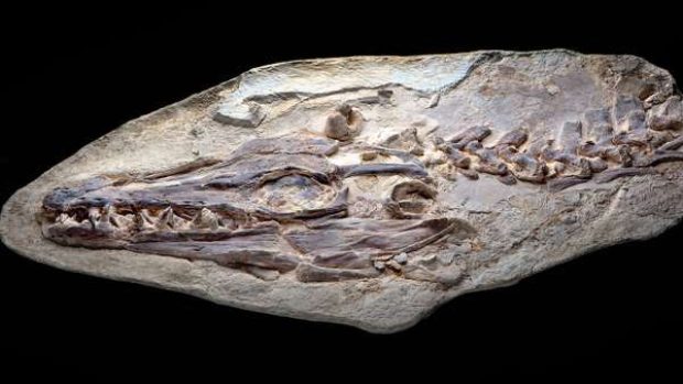 Tělo ještěra je zachováno v takovém rozsahu jako u žádné dosud nalezené fosílie mosasaura